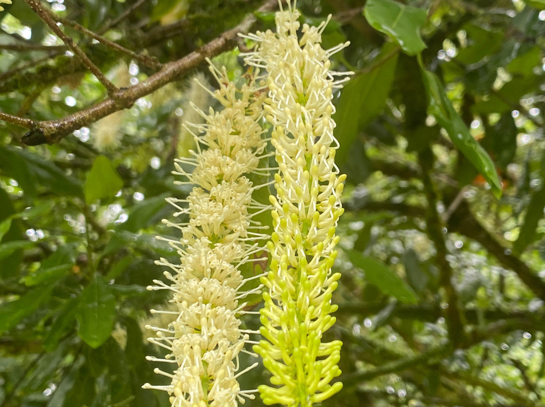 Mauna Loa Macadamia Nut Farm and Factory景点图片