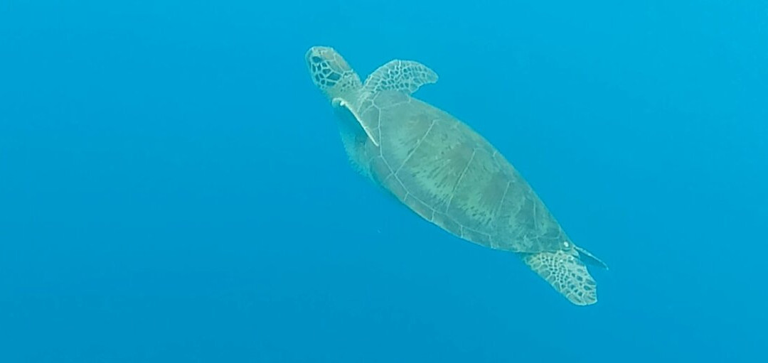 Budha Bali Tour-苏卡瓦堤必去景点