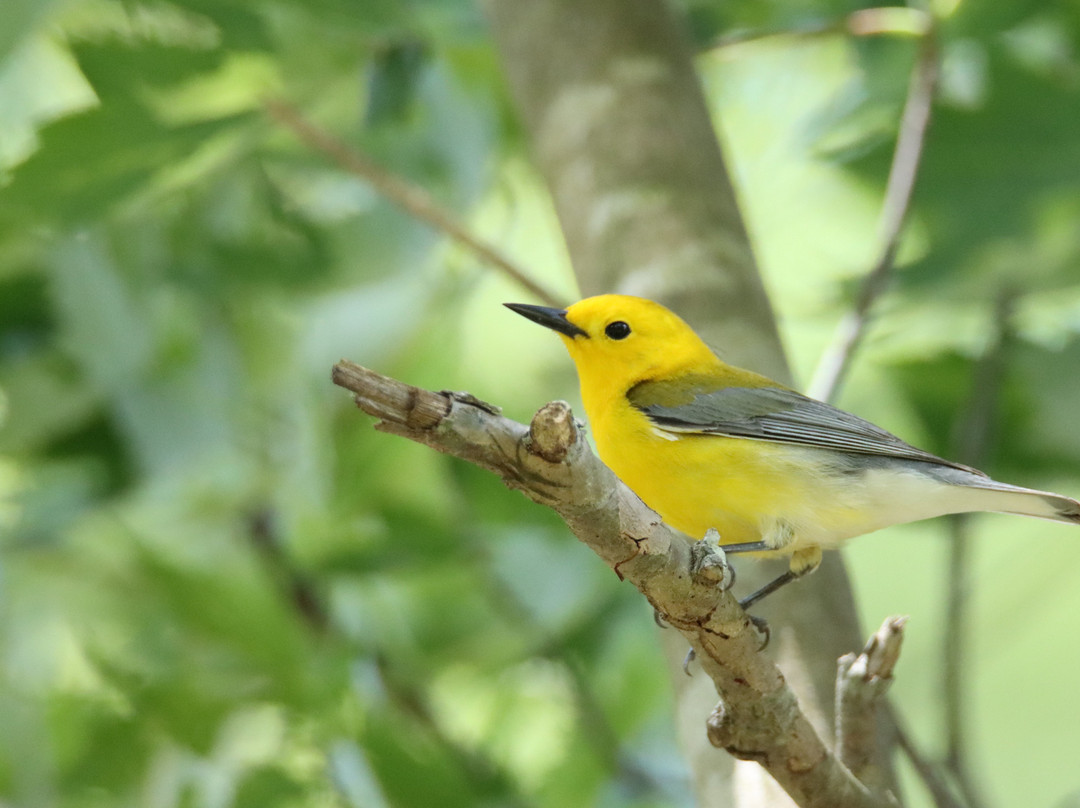 Carolina Nature Tours-亨德森维尔必去景点