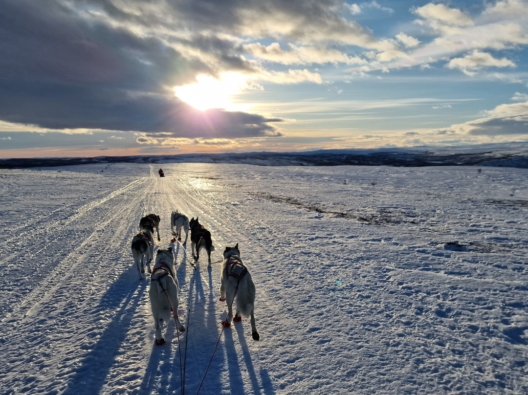 Gargia Husky The True North Experience-阿尔塔必去景点