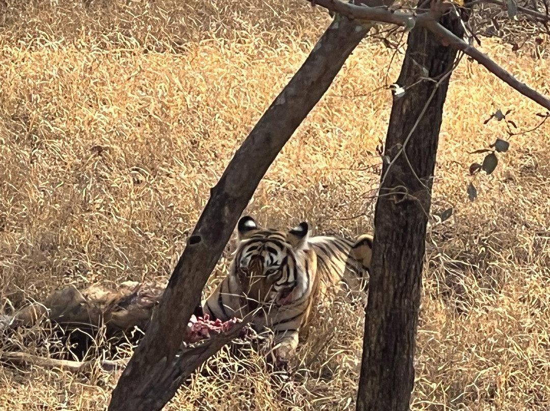 Ranthambore Jungle Safari-Ranthambhore Fort必去景点
