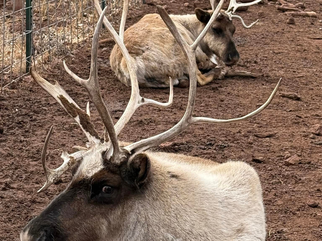 大峡谷鹿场-威廉姆斯必去景点