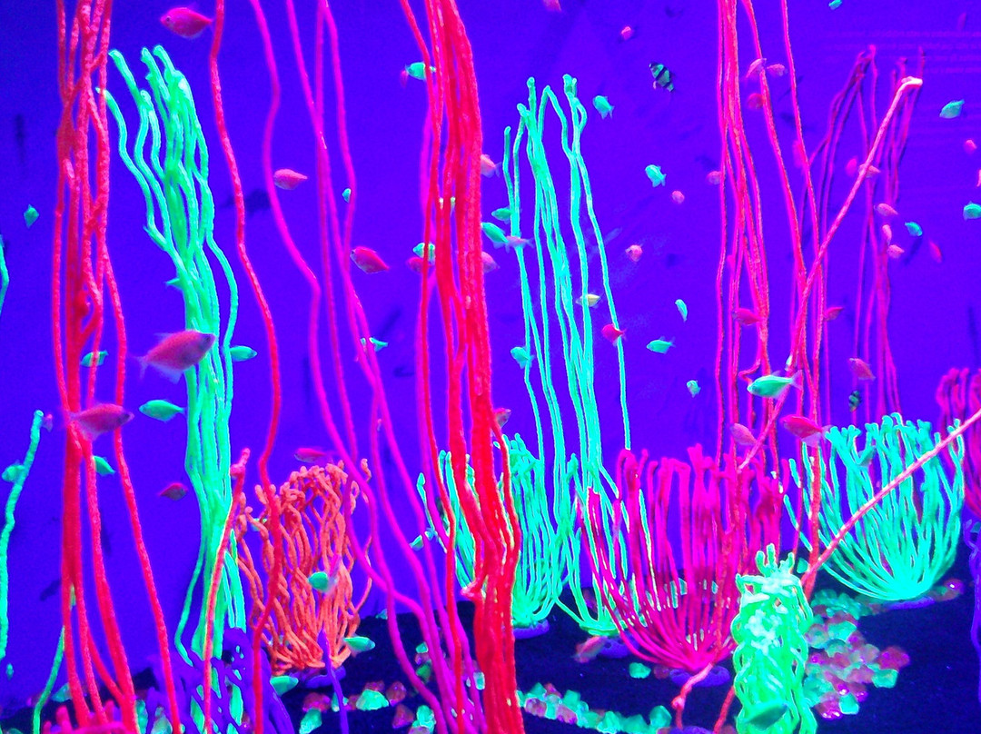 Acuario de Veracruz-韦拉克鲁斯必去景点