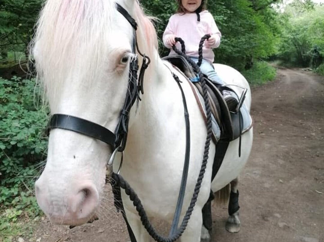 Polegate Equestrian Centre景点图片