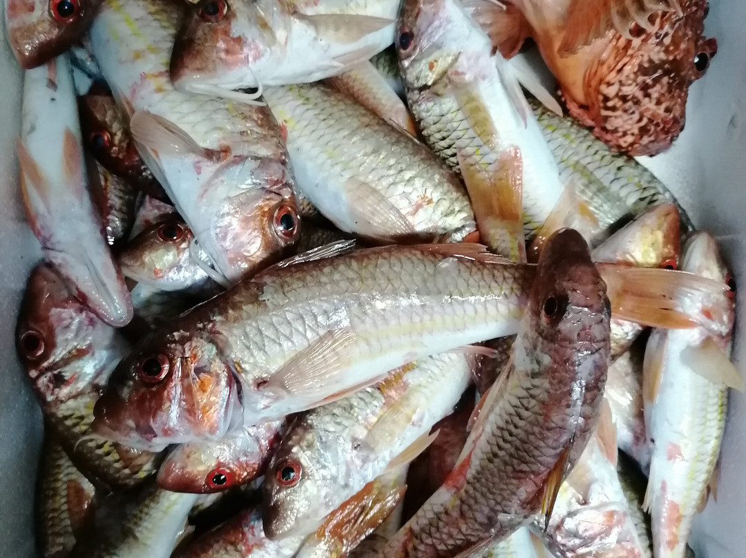 Dolphin Boat-Diafani必去景点