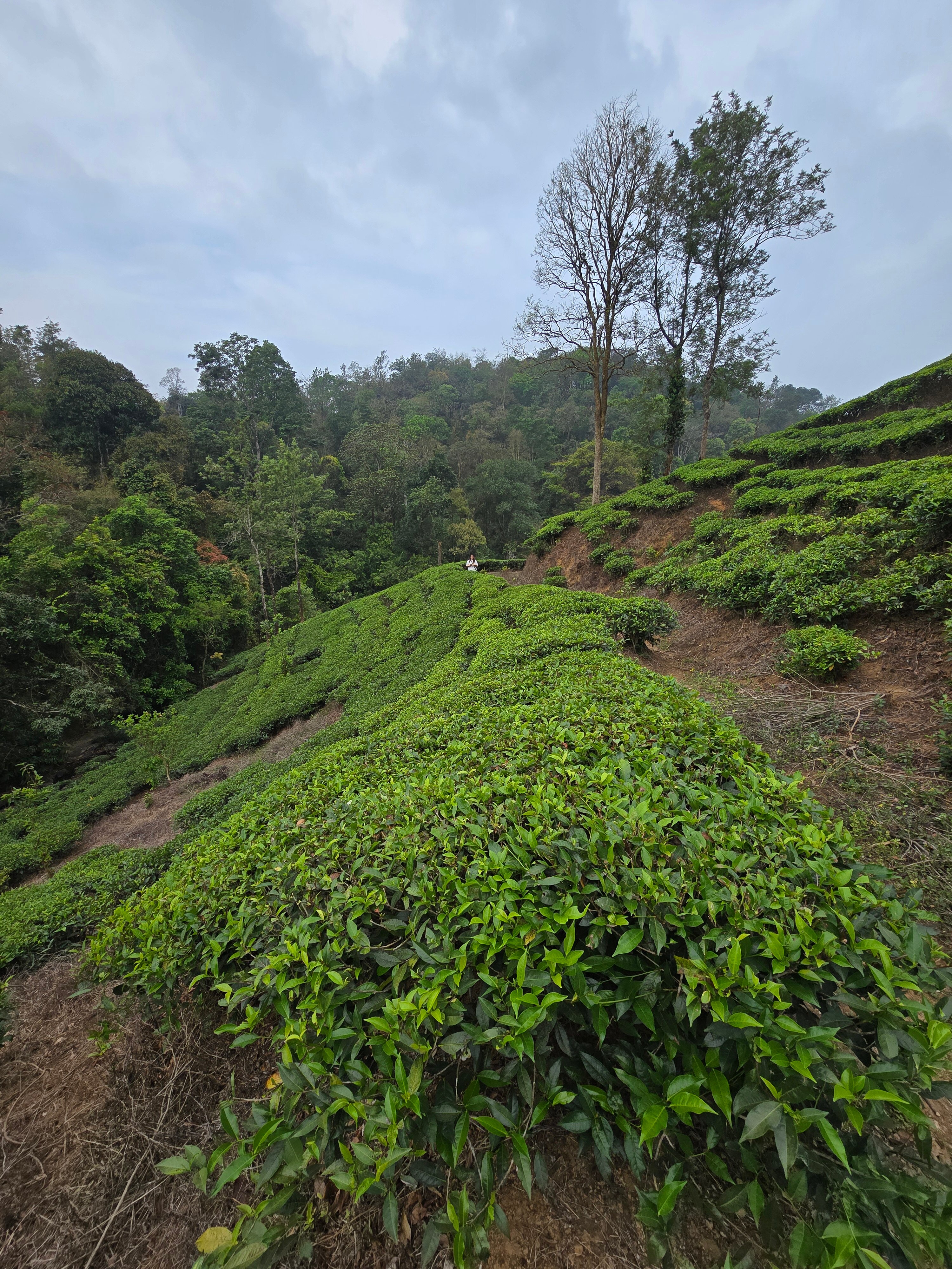 Flora Vythiri Resort-酒店景观