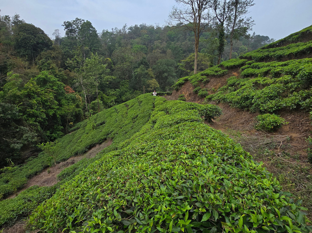 Flora Vythiri Resort主图