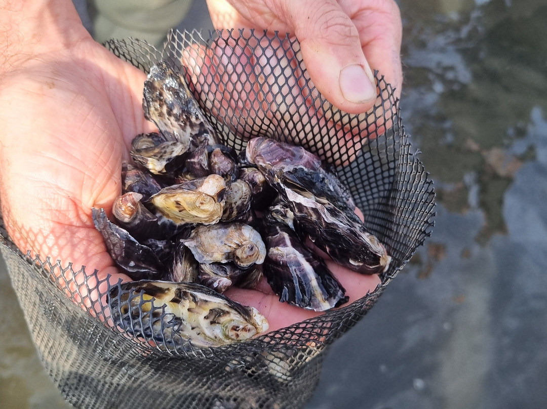 Oyster Bay Tours-科尔斯湾必去景点