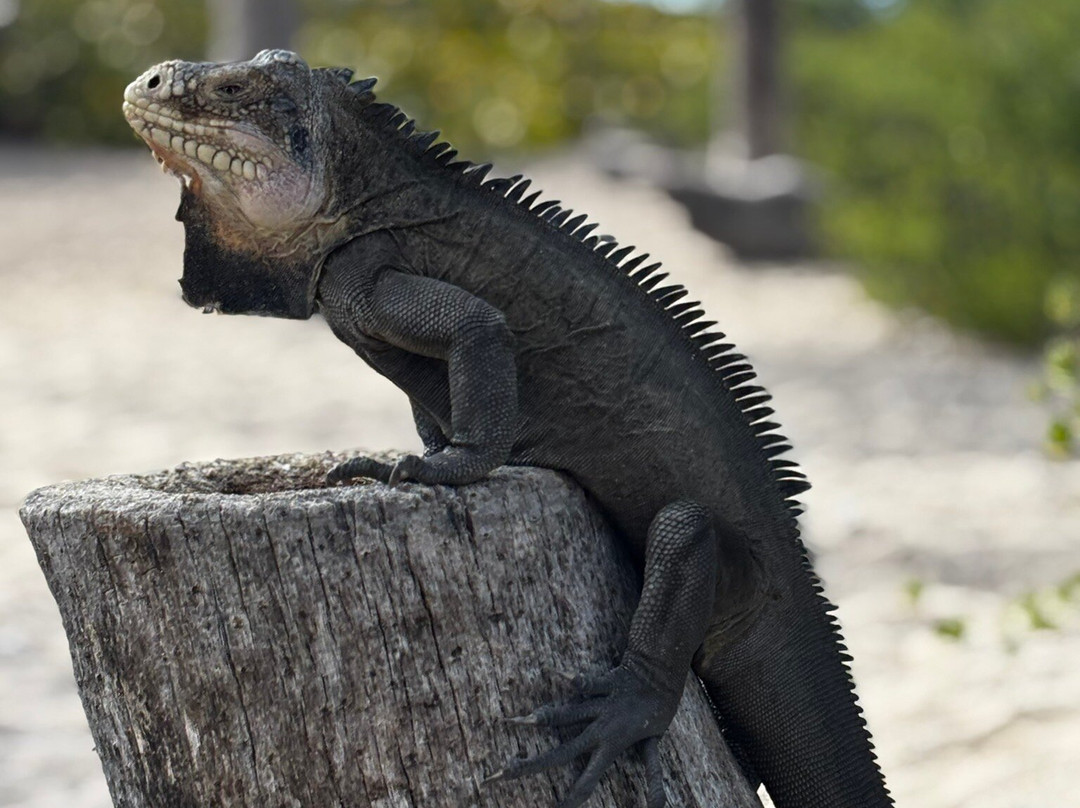 Authentique Excursion-Sainte-Anne必去景点