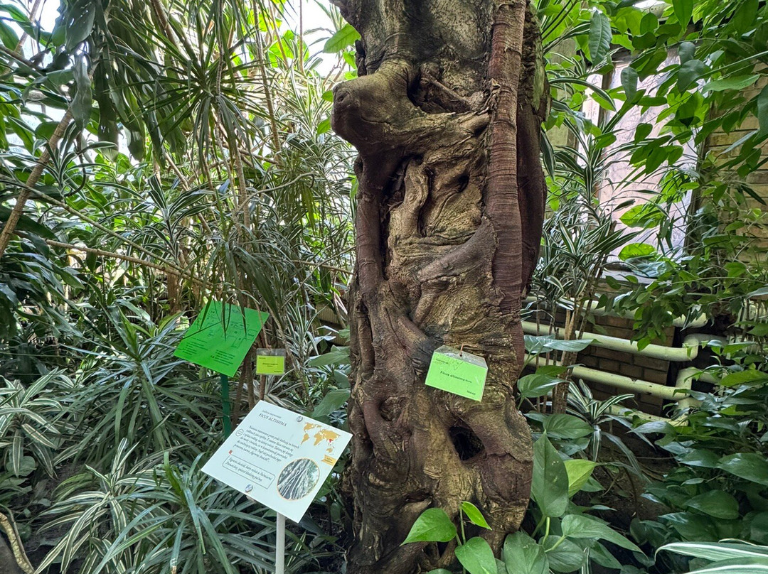 Palmiarnia Poznanska (Palmenhaus Poznan)-波兹南必去景点