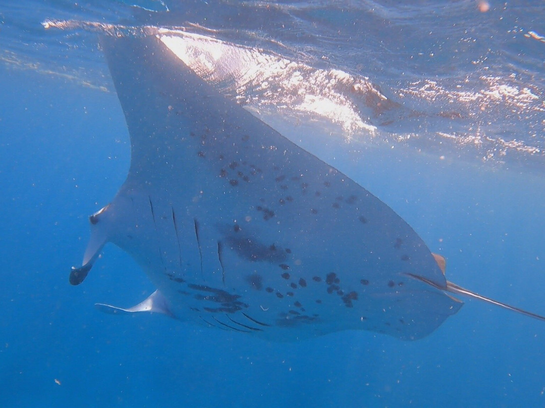 Hawai'i Surf and Kayak-普阿克必去景点