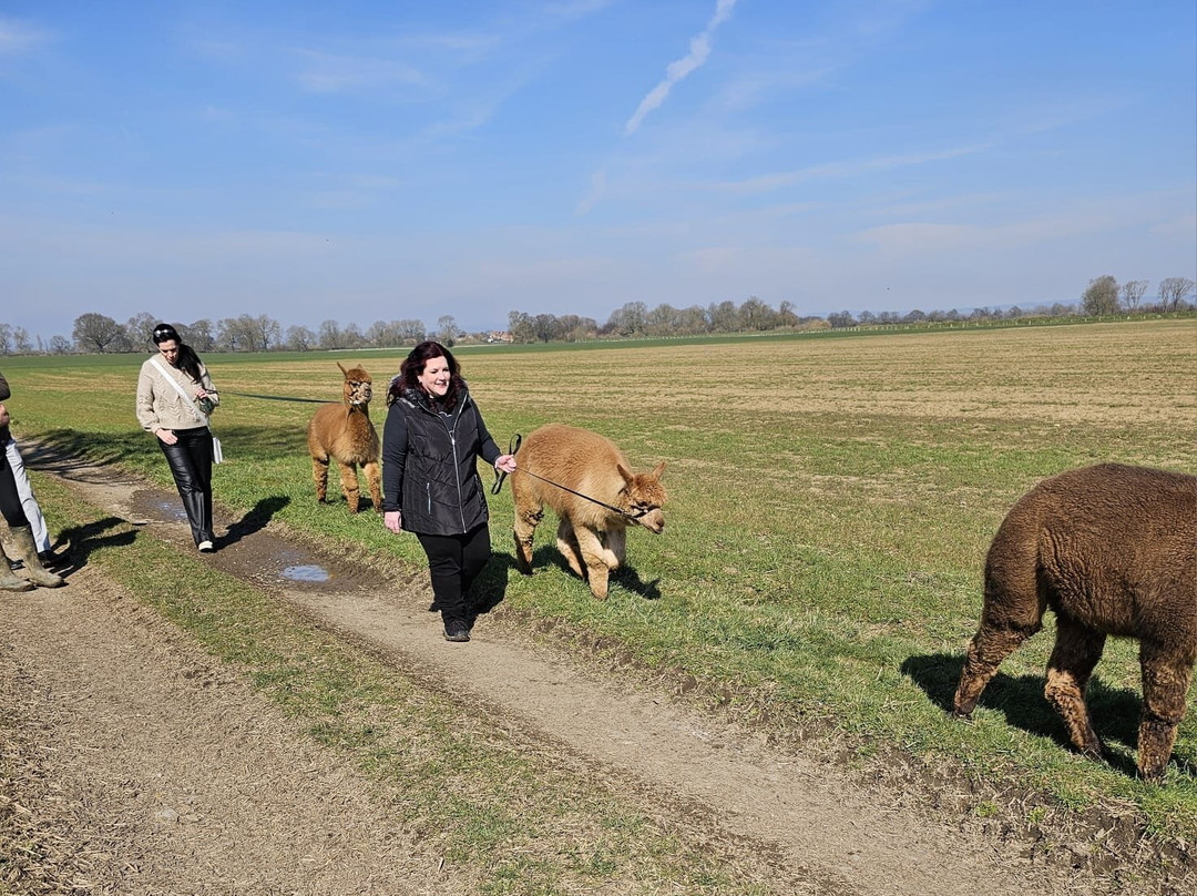 Butterwick Alpaca Retreat and Trekking景点图片