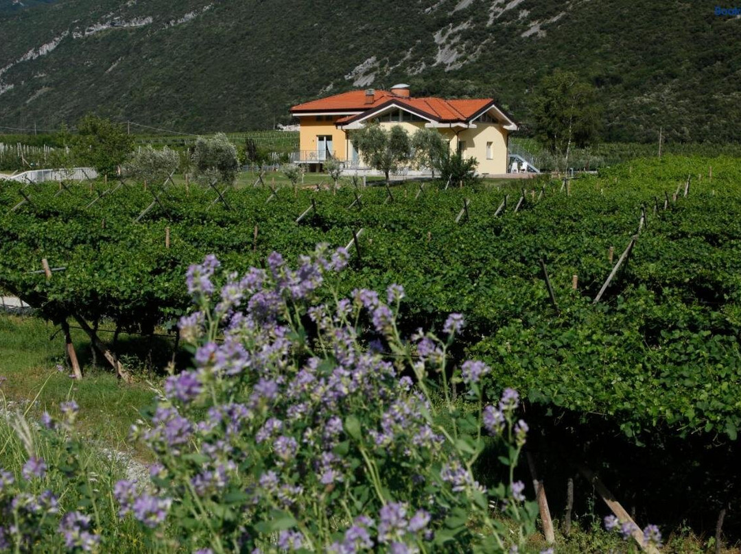 Appartamenti Al Vigneto