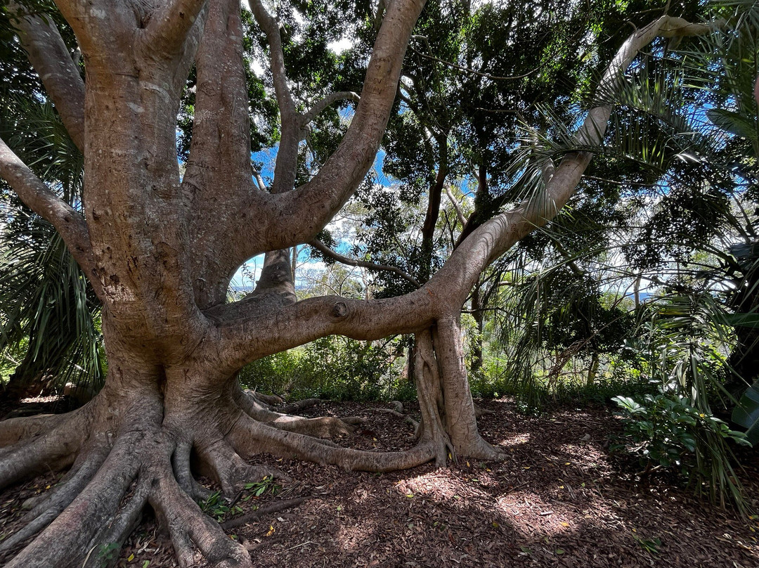 Picnic Point Lookout and Parkland景点图片
