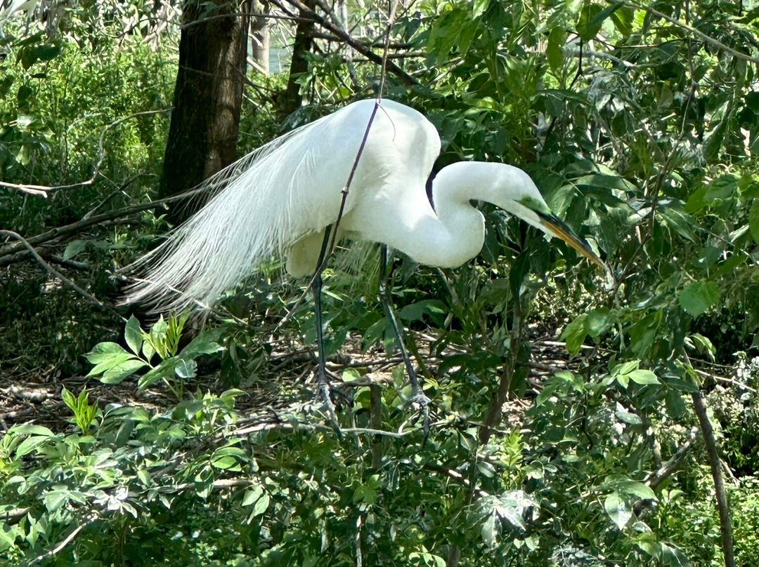 Cypress Wetlands-Port Royal必去景点