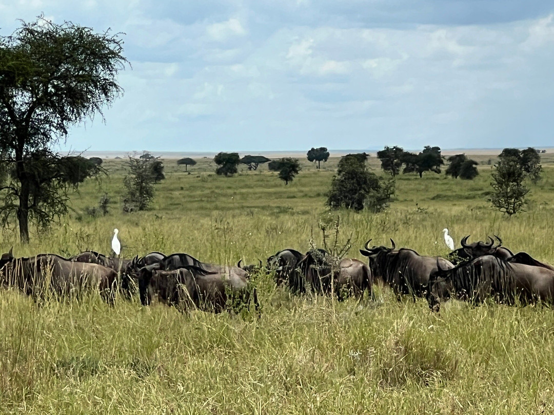 Safari Desire景点图片