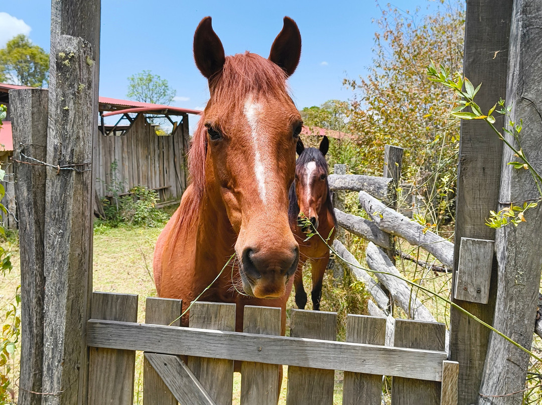 El Rancho Evergreen Guest Ranch-圣克里斯托瓦尔-德拉斯卡萨斯必去景点