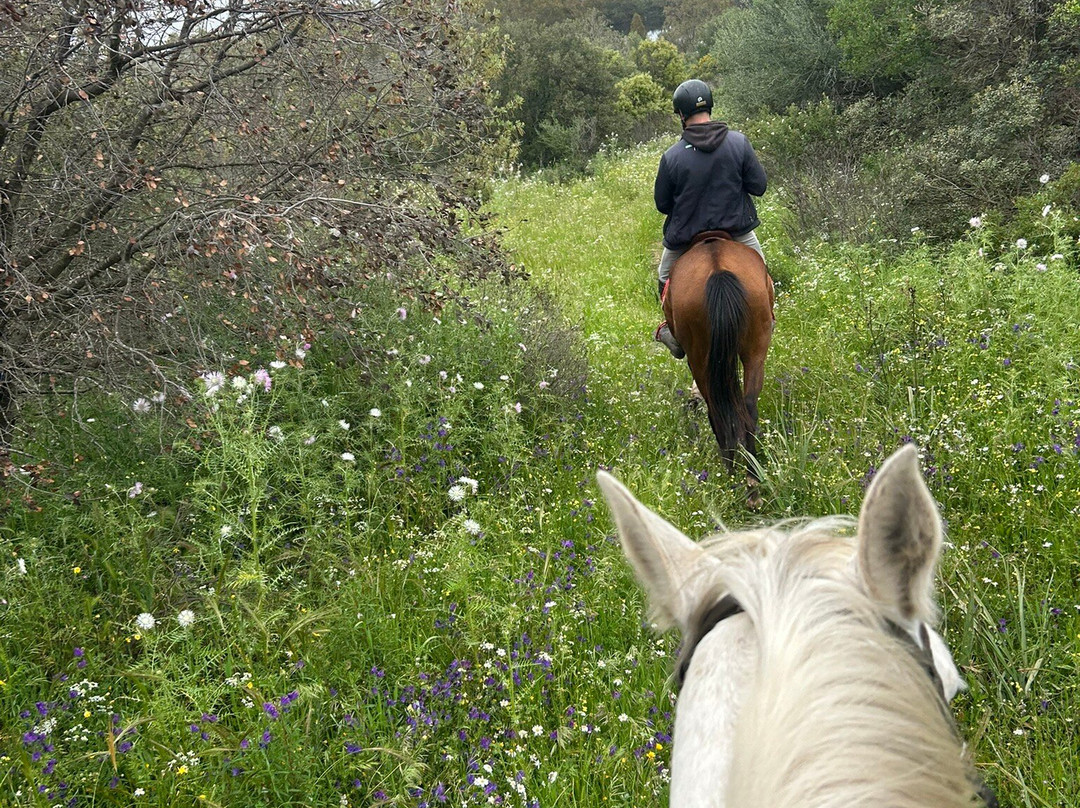 Centro Equestre Il Falco