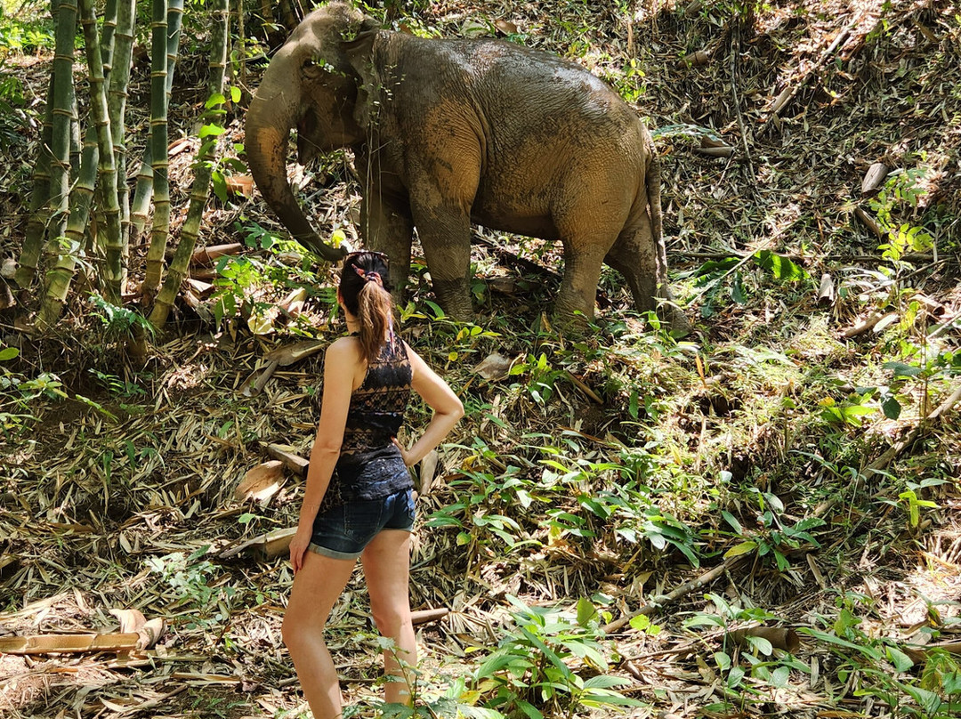 Elephant Steps Chiang Rai-清莱必去景点