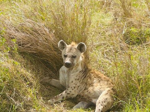 Classic Geo Adventures-内罗毕必去景点