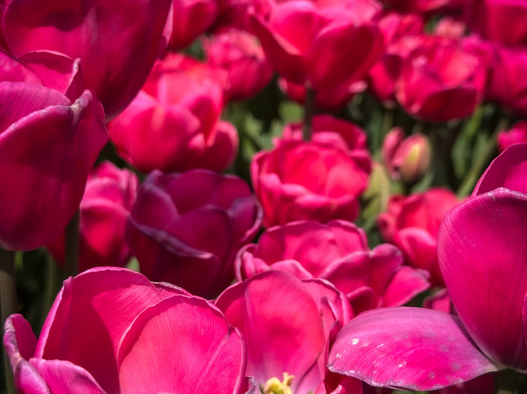 Tulleys Tulip Fields - Hertfordshire景点图片