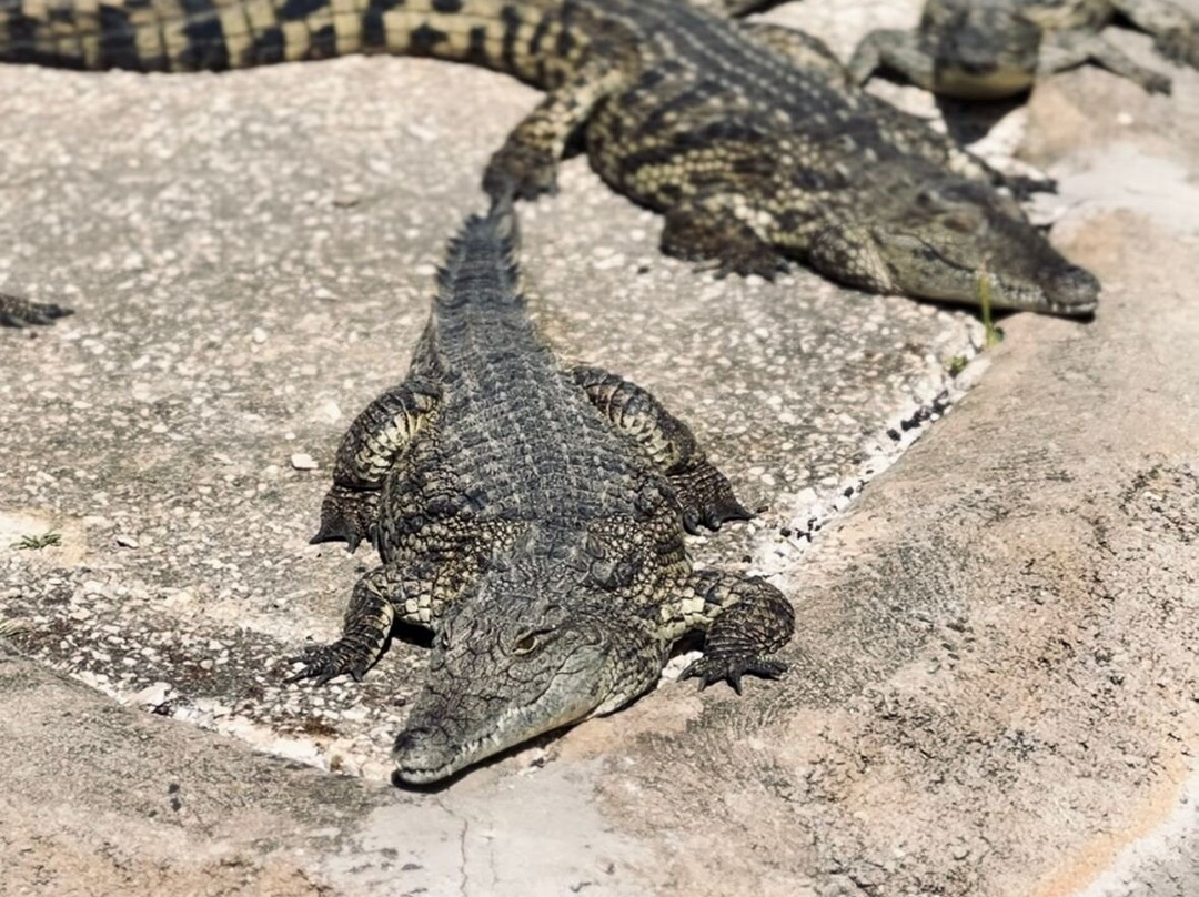 Crocodile Park景点图片