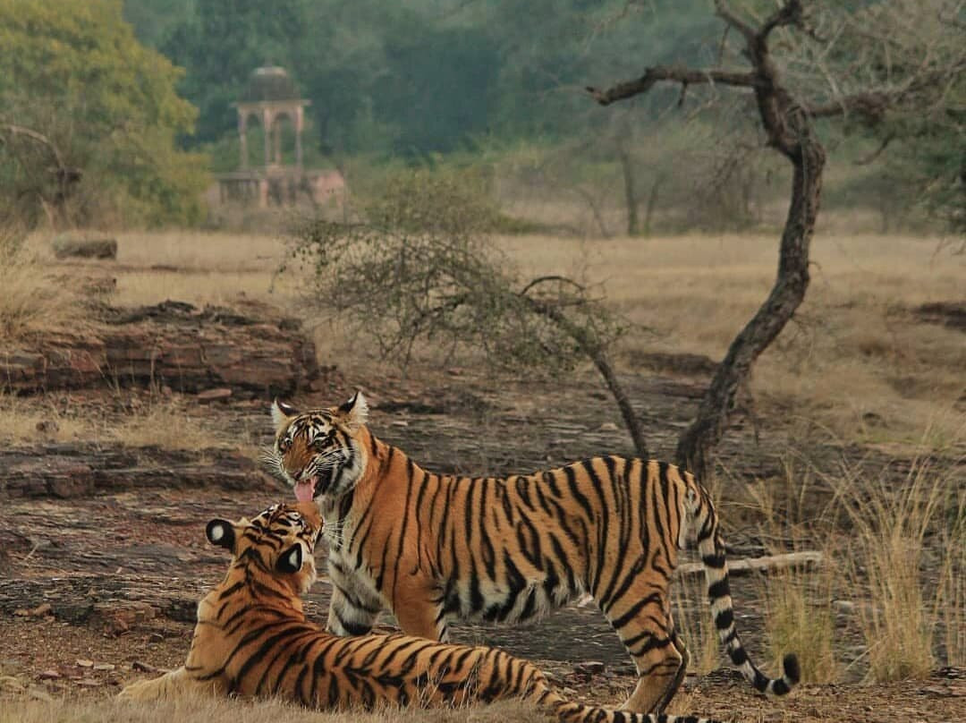 Ranthambore National Park