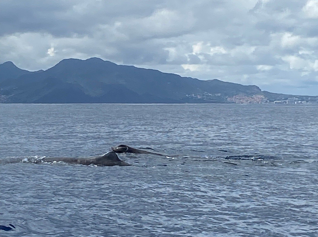 Scorpio Madeira Wild Life景点图片