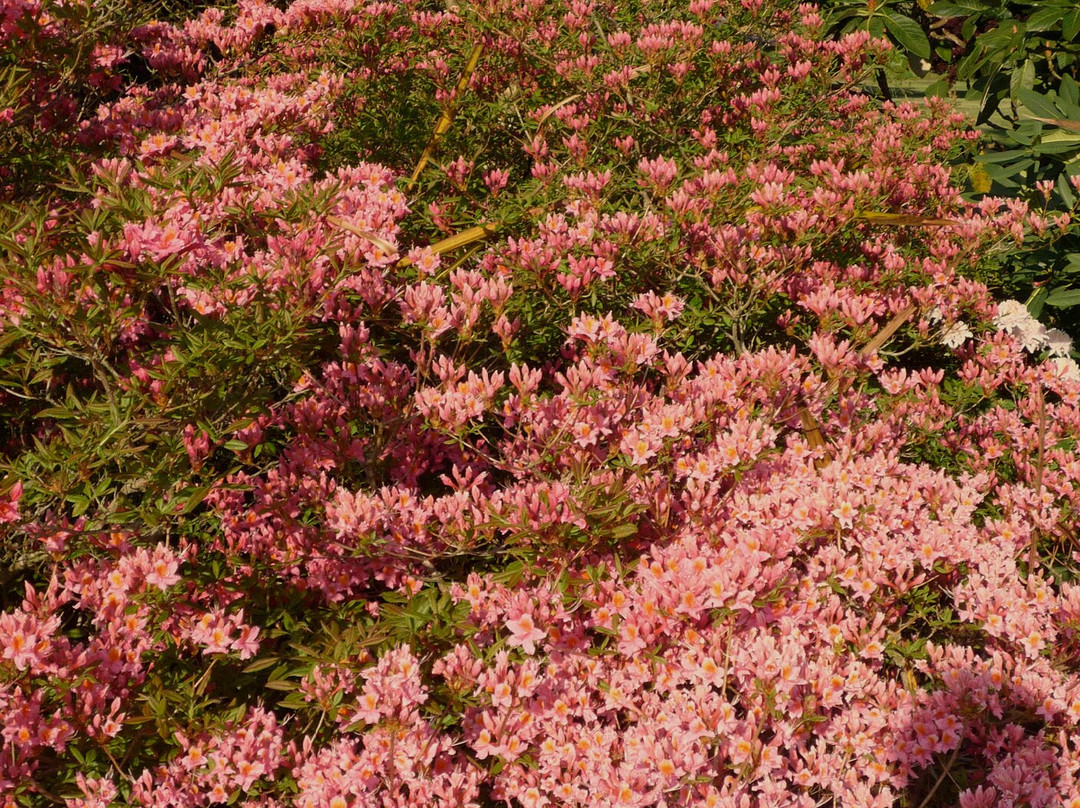 Cappoquin House Gardens-Cappoquin必去景点