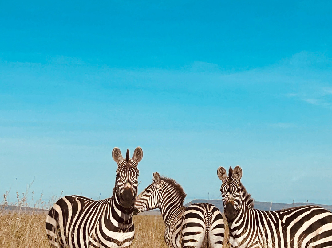 One-way Tours and Safaris-姆万扎必去景点