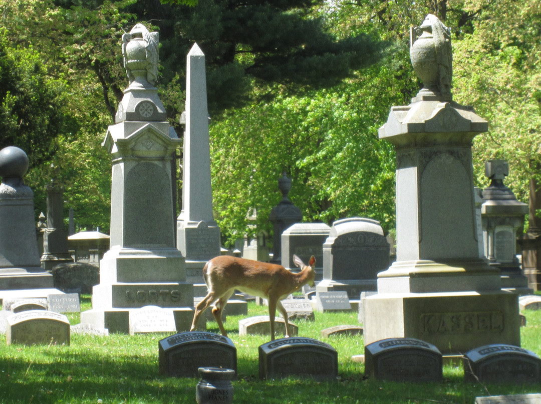 林茵墓园-水牛城必去景点