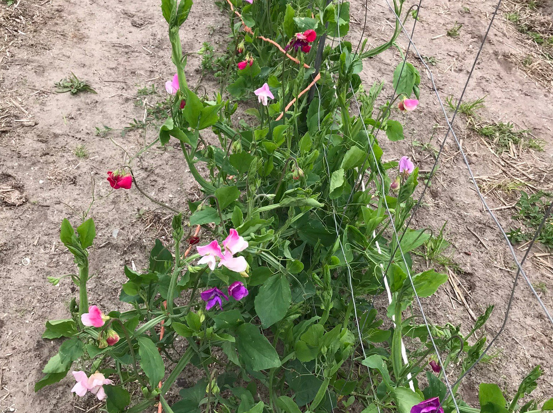 Snijbloemen Pluktuin Bakkum景点图片