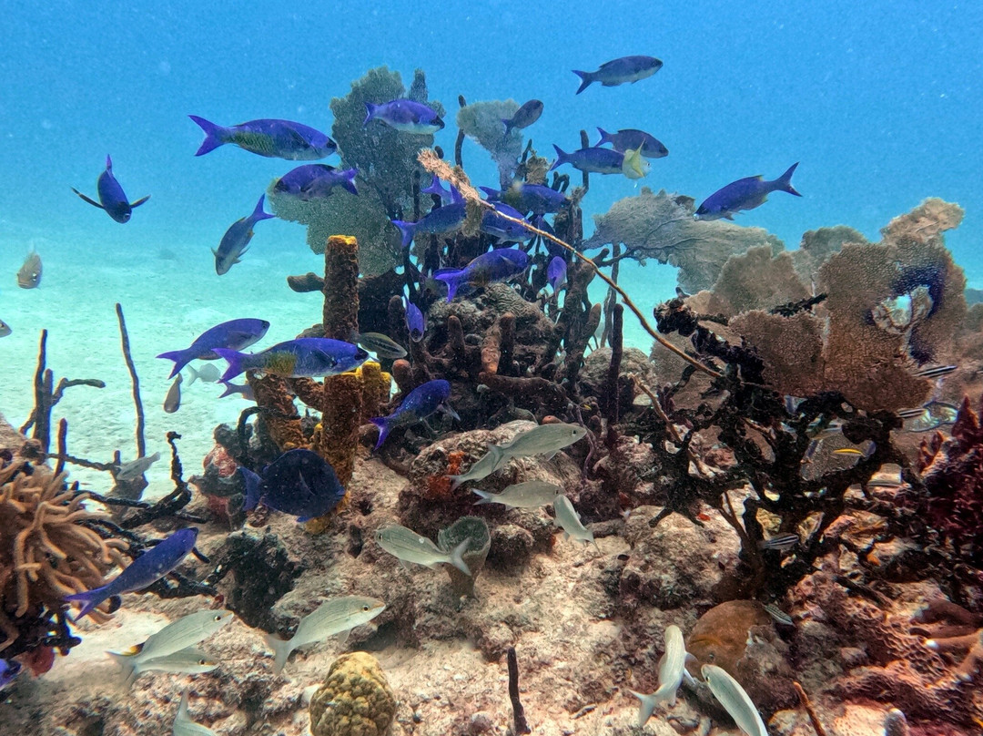 Ultra Marine Divers-蓬塔卡纳必去景点