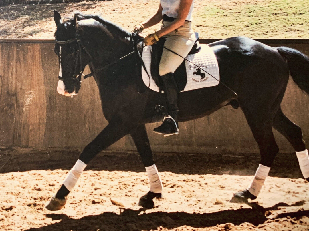 Papillon Riding Stables-悉尼必去景点