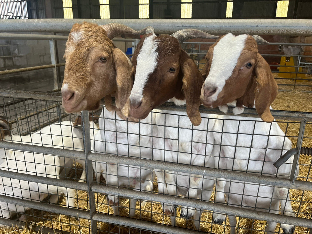 Playdale Farm Park景点图片