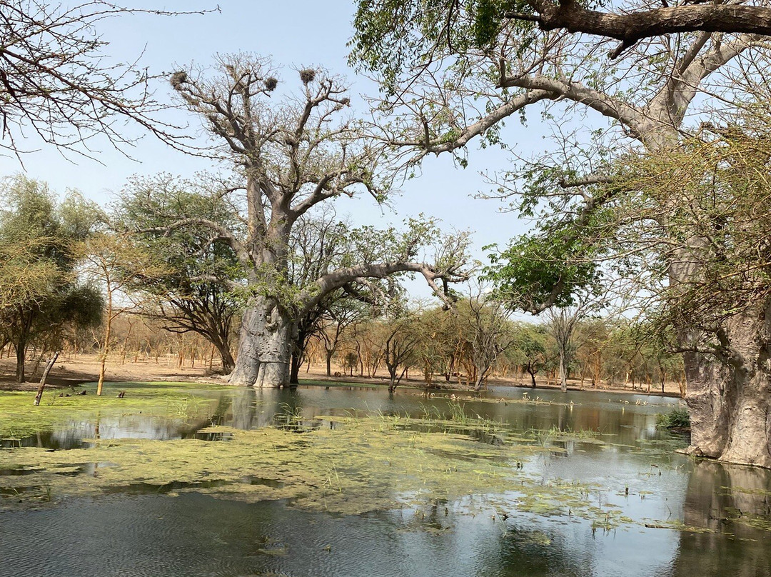 Senegal Raggi di Sole景点图片