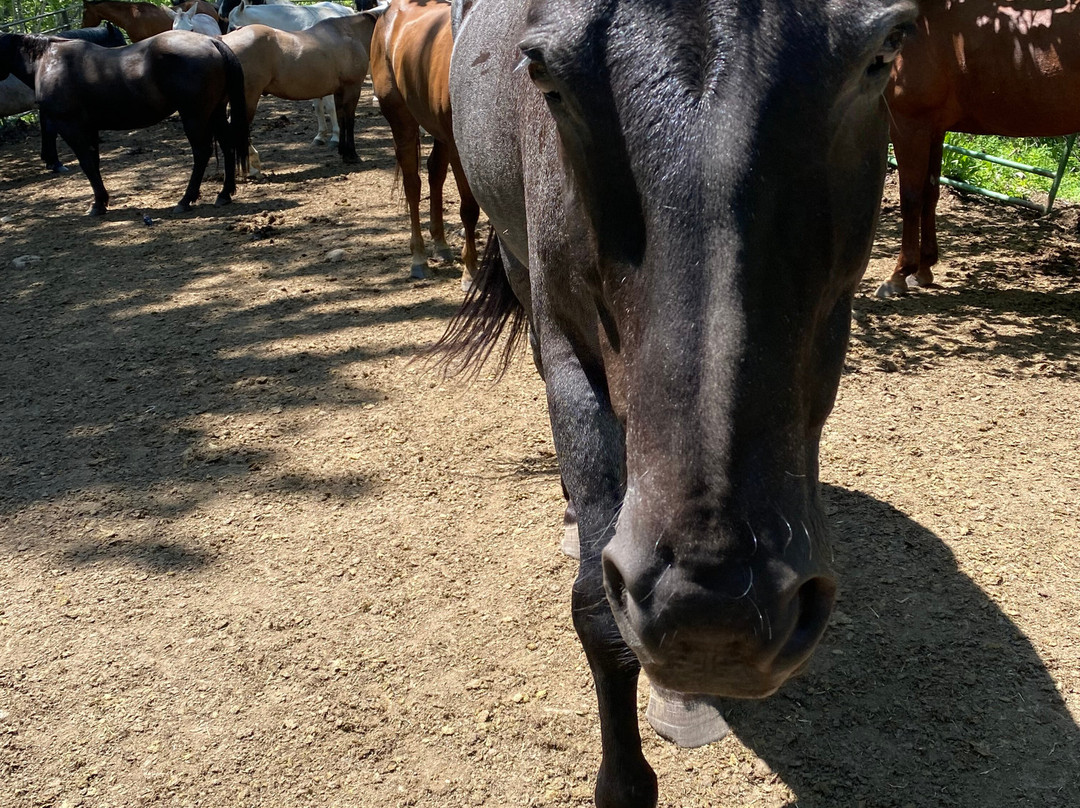 Elk River Outfitters-比灵斯必去景点