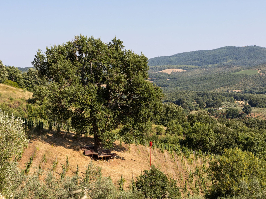 Fattoria La Maliosa景点图片