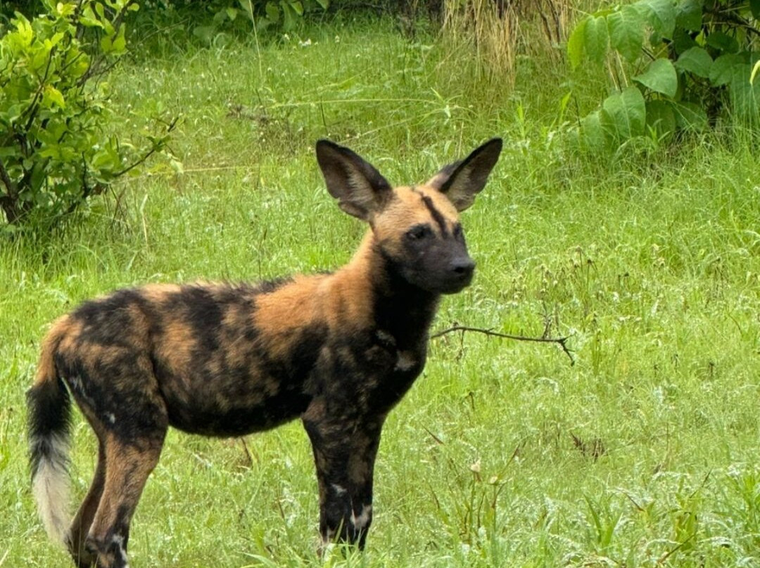 Tsavo Travel-Voi必去景点