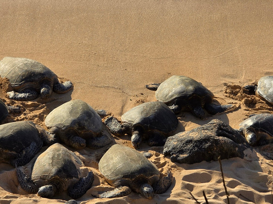 Local Maui Tours-芭雅必去景点