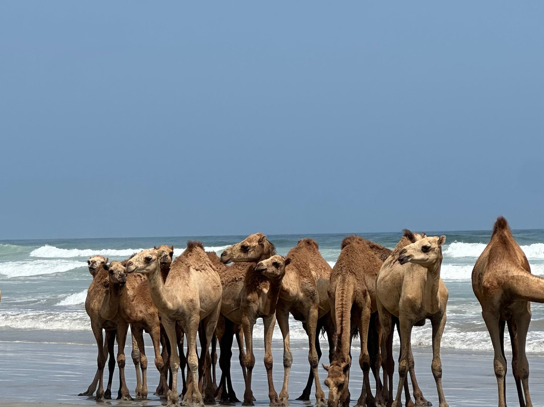 Salalah Premium Tours-塞拉莱必去景点