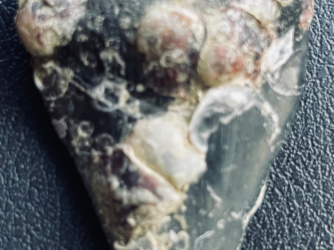 Fossil Junkies, Llc-Alva必去景点