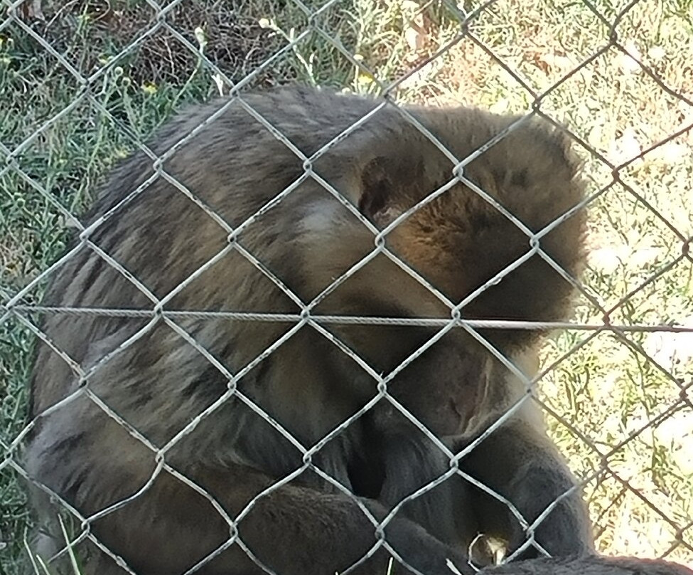 Centro De Rescate Y Recuperación De Primates Rainfer-Fuente El Saz De Jarama必去景点