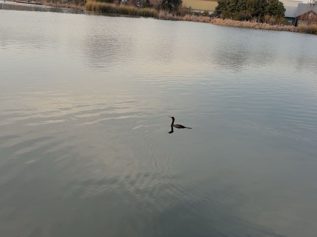 Barefoot Landing-美特尔海滩必去景点