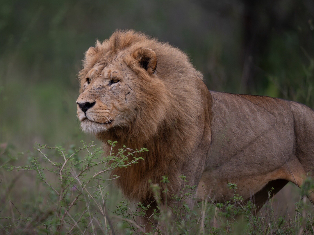 Carnivores Safaris Limited-阿鲁沙必去景点