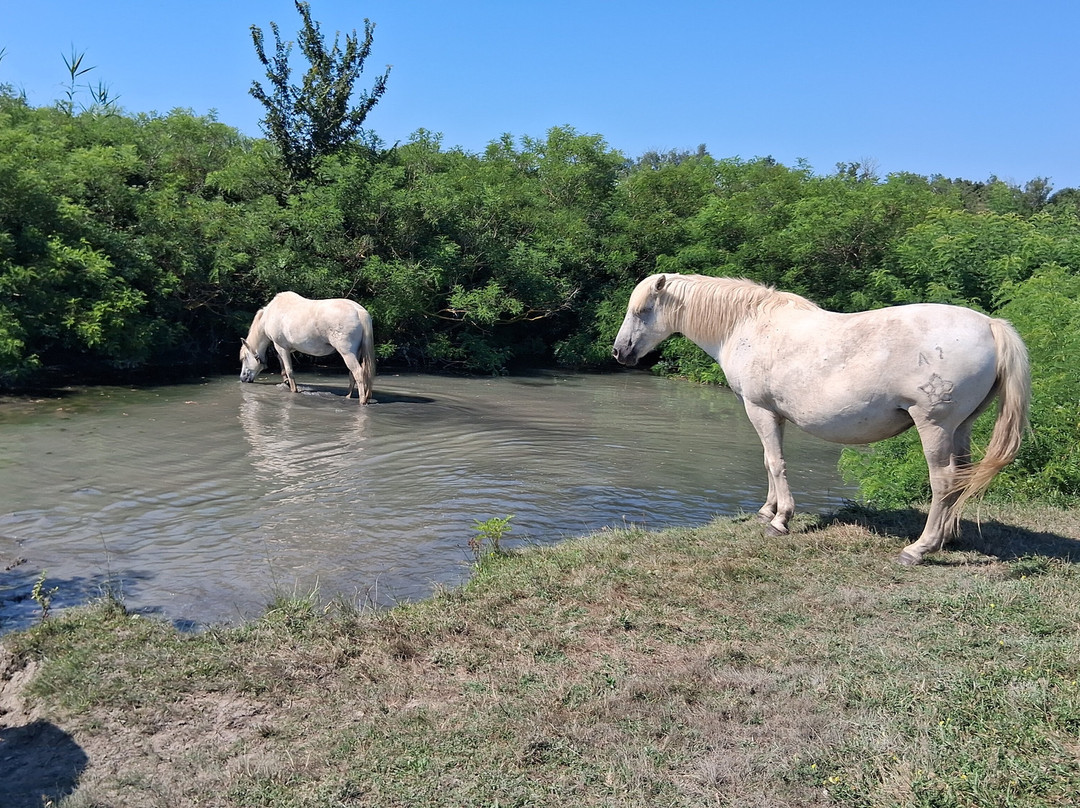 Maison du Cheval - Camargue Association-滨海圣玛丽必去景点
