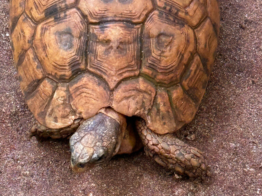 Mnarani Marine Turtles Conservation Pond-孥归必去景点