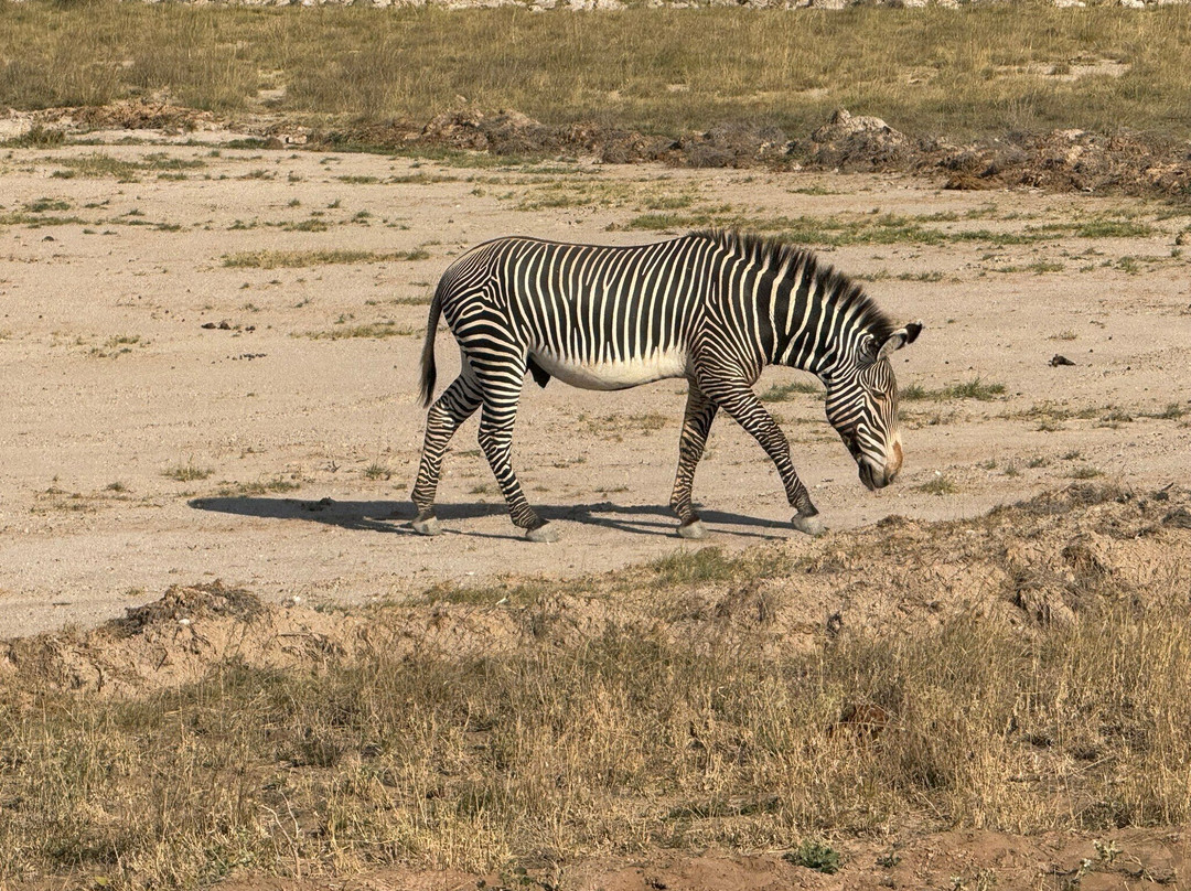 Twende Development and Travel