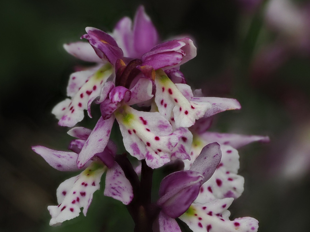 Blue Ice Explorer-Narsarsuaq必去景点