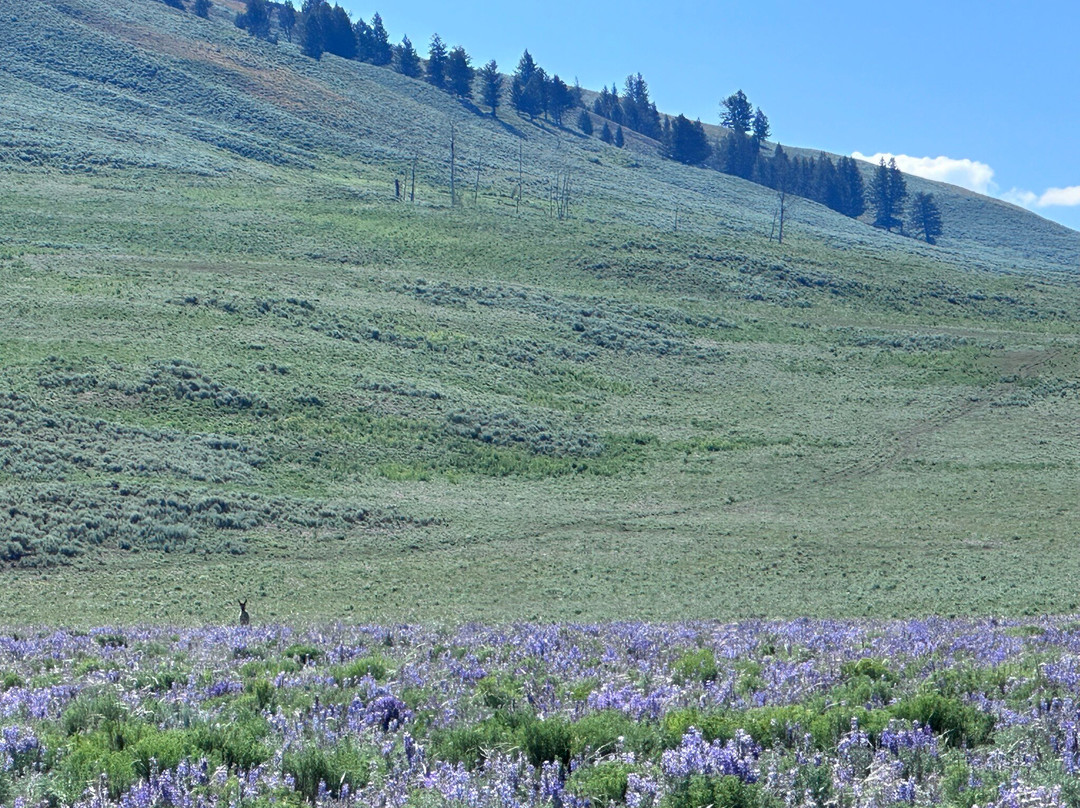 Yellowstone Hiking Guides-黄石国家公园必去景点
